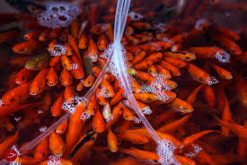 بازار فروش ماهی قرمز عید نوروز